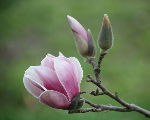 magnolia